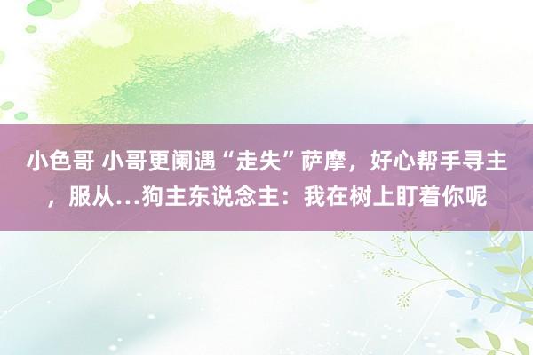 小色哥 小哥更阑遇“走失”萨摩，好心帮手寻主，服从…狗主东说念主：我在树上盯着你呢